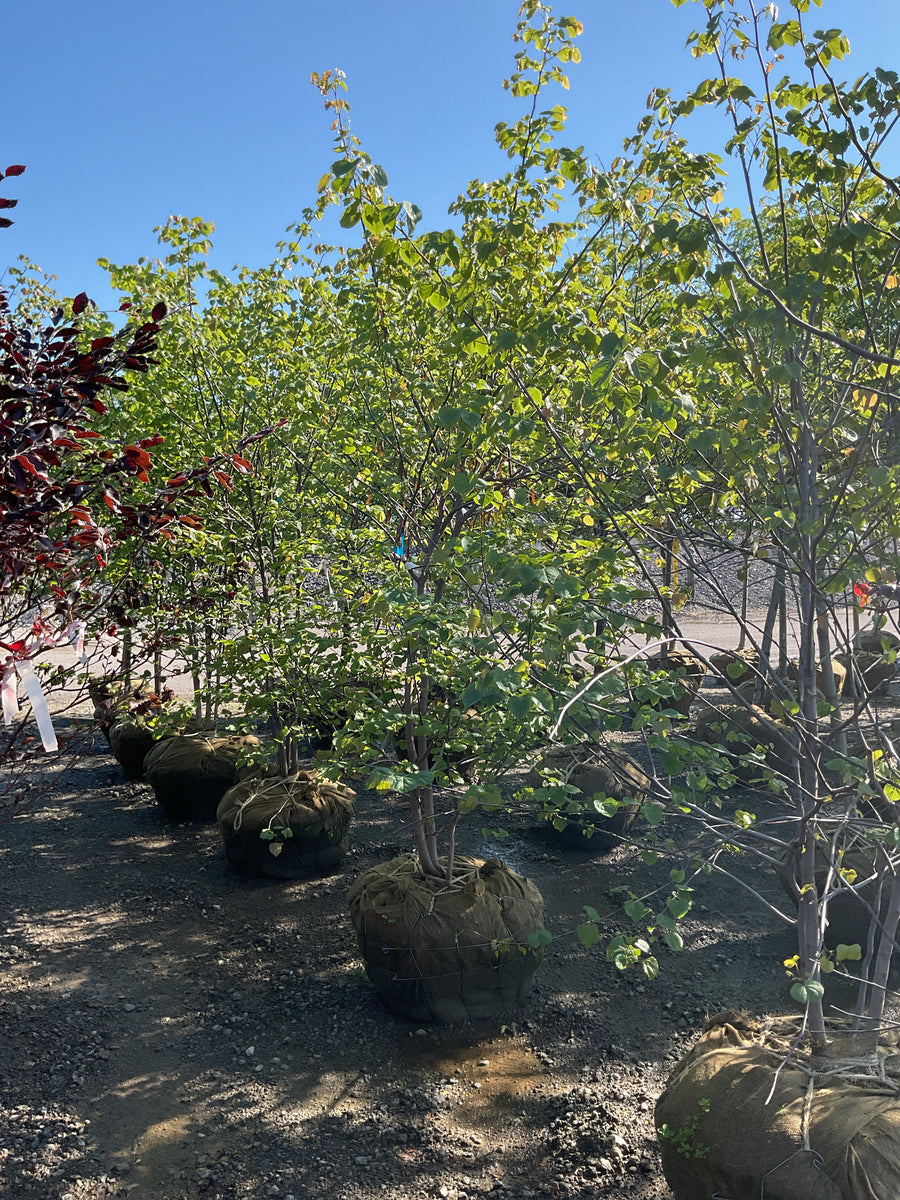 Cercis canadensis — BB 96