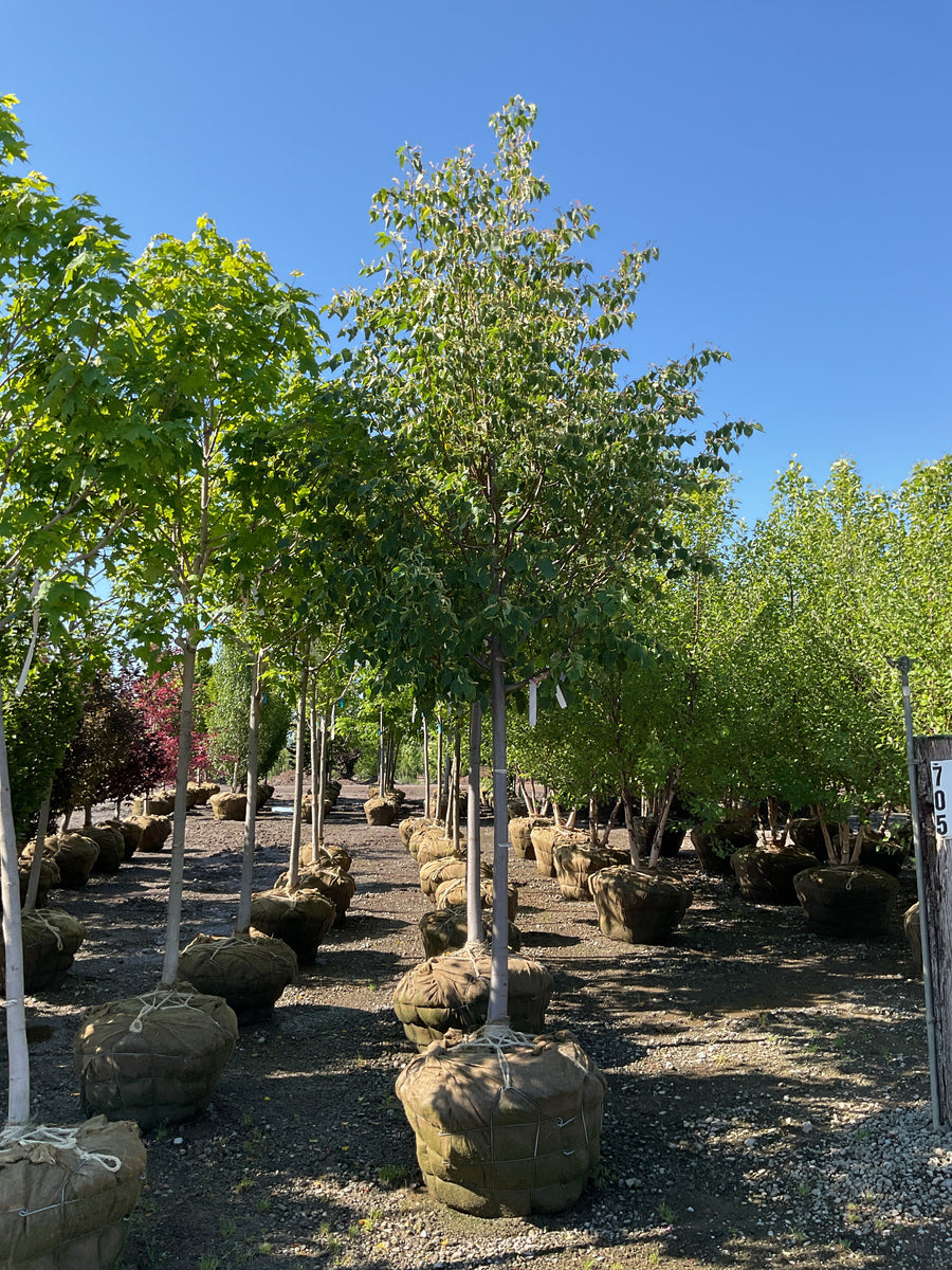 Tilia cordata 'Greenspire' — BB 2.5