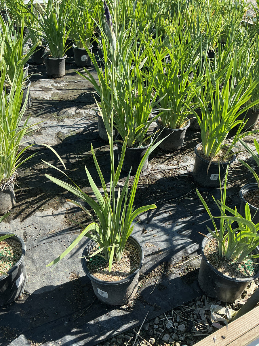 Iris ensata 'Variegata' — 19CM