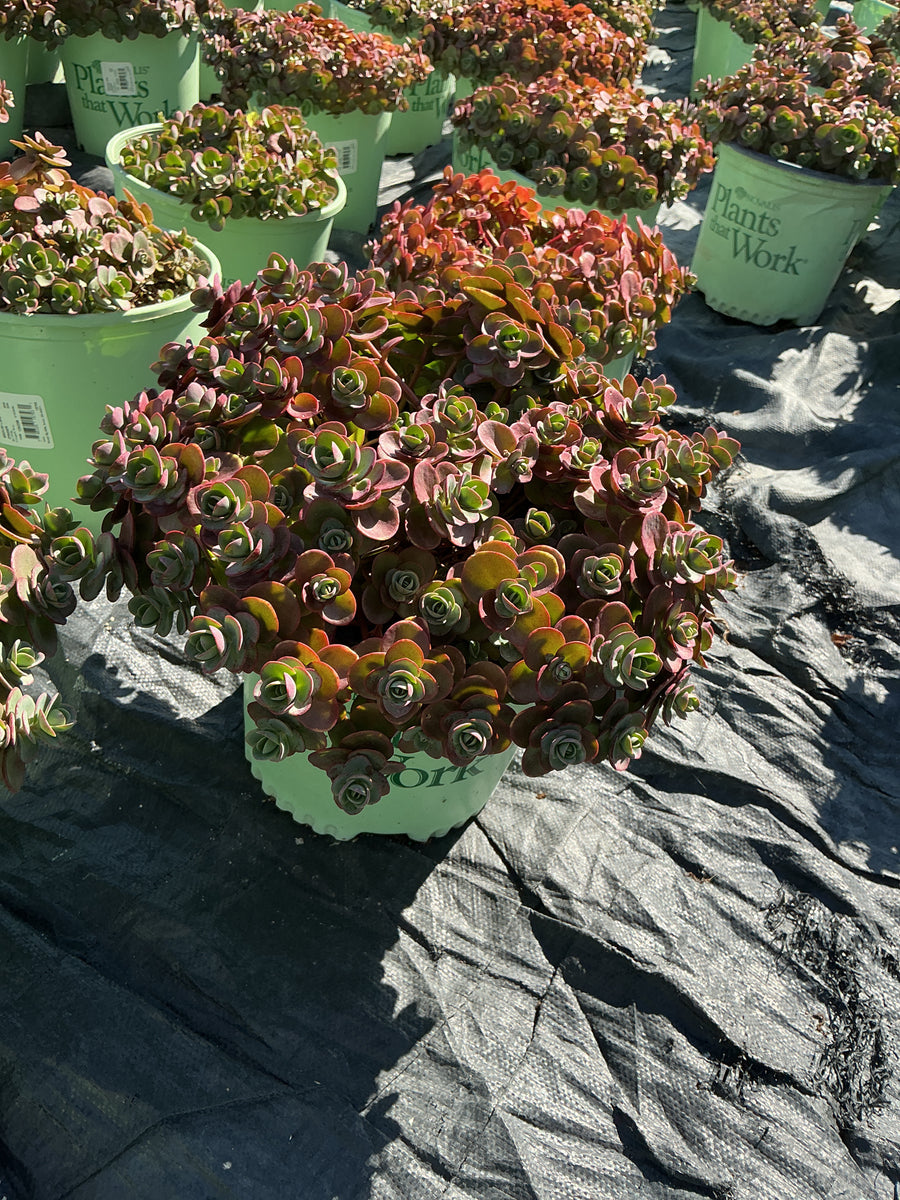 Sedum sedum 'Lime Zinger' — 19CM PTW