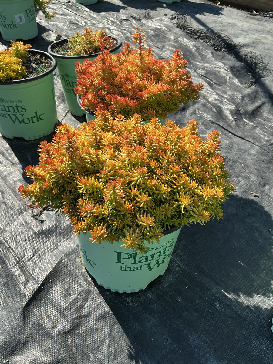 Sedum angelinas 'Teacup' — 19CM PTW