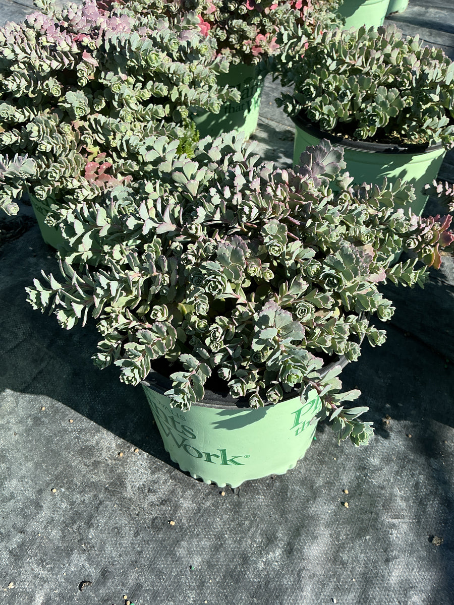 Sedum steel 'The Show' — 19CM PTW