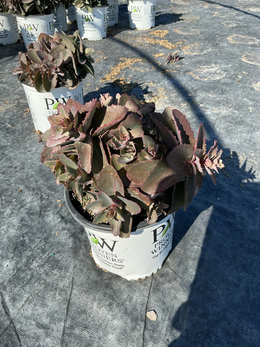 Sedum coraljade — G1 PW