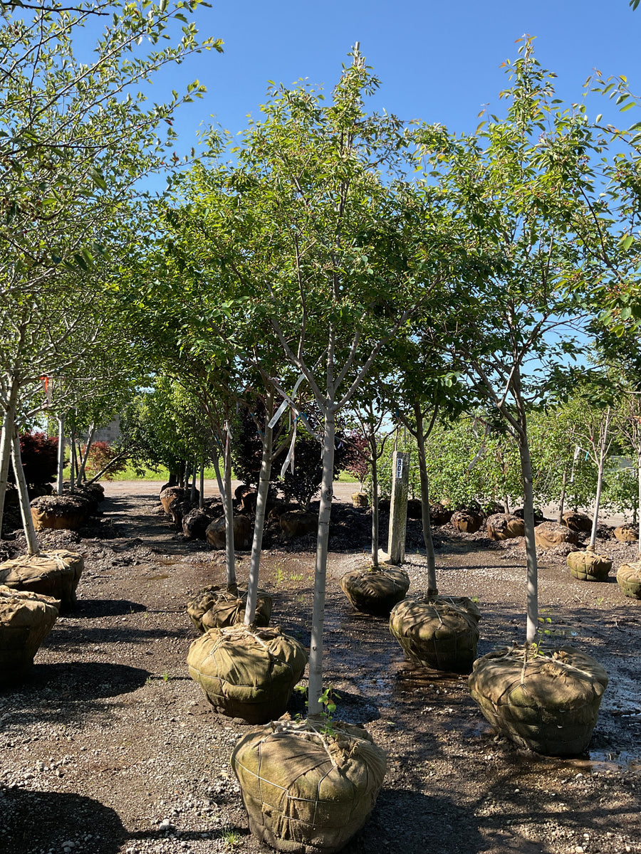 Amelanchier laevis — BB 2