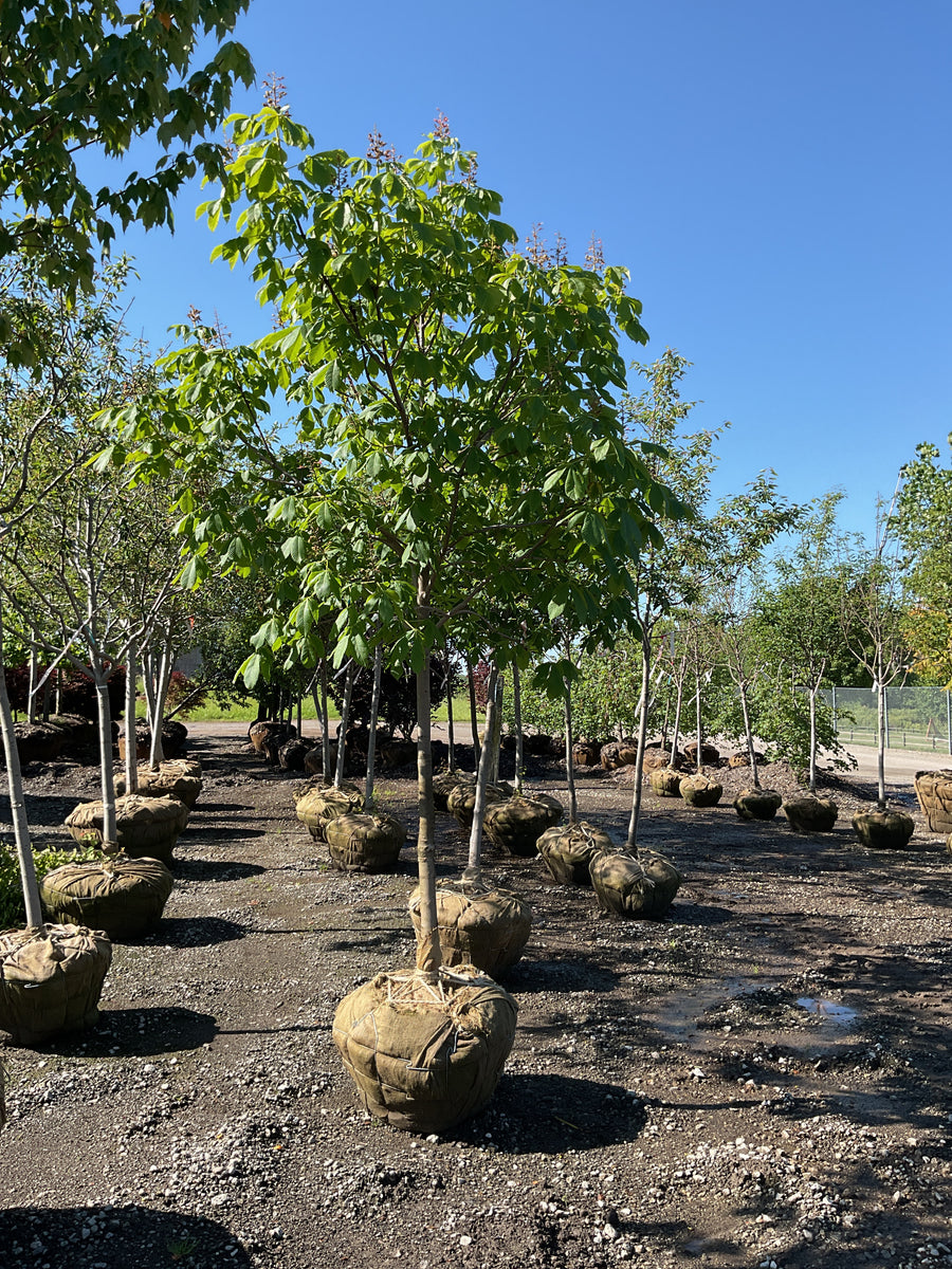 Aesculus x carnea 'Fort McNair' — BB 2