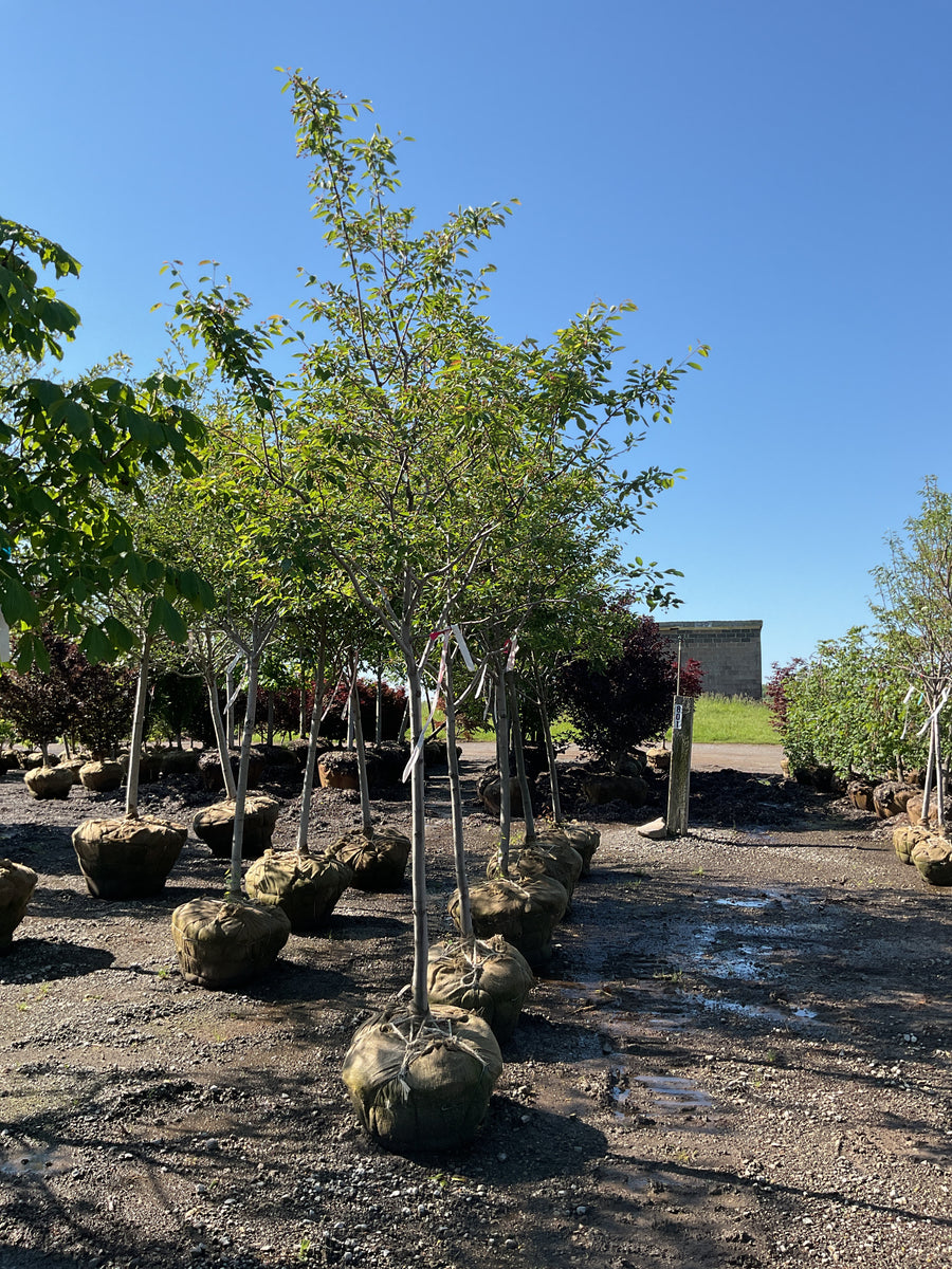 Amelanchier x grandiflora 'Autumn Brilliance' — BB 1.75