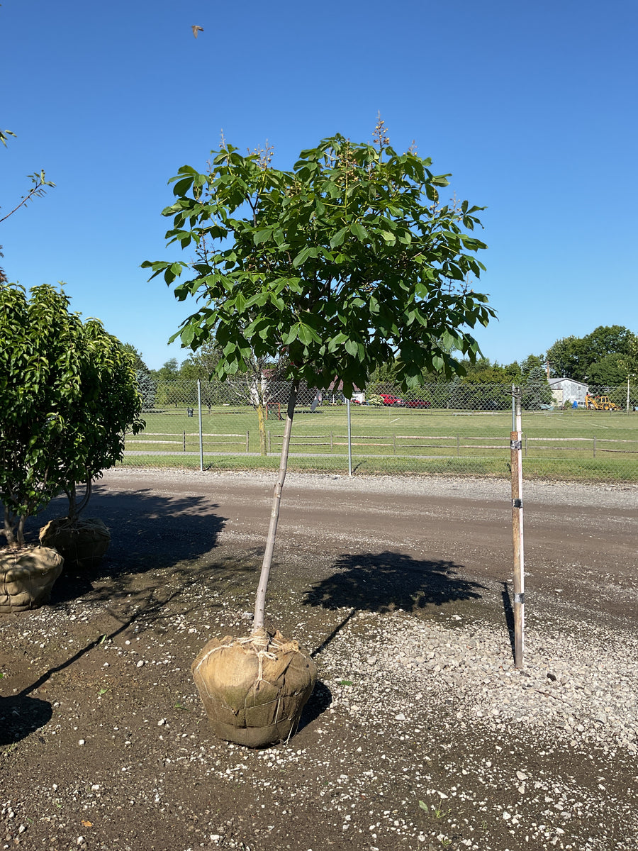 Aesculus x carnea 'Fort McNair' — BB 1.75