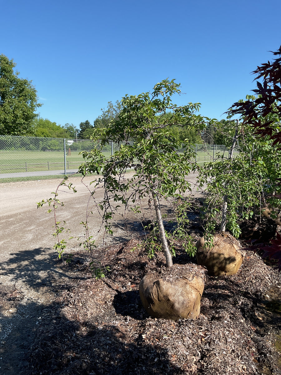 Prunus x 'Snofozam' — BB 1.75