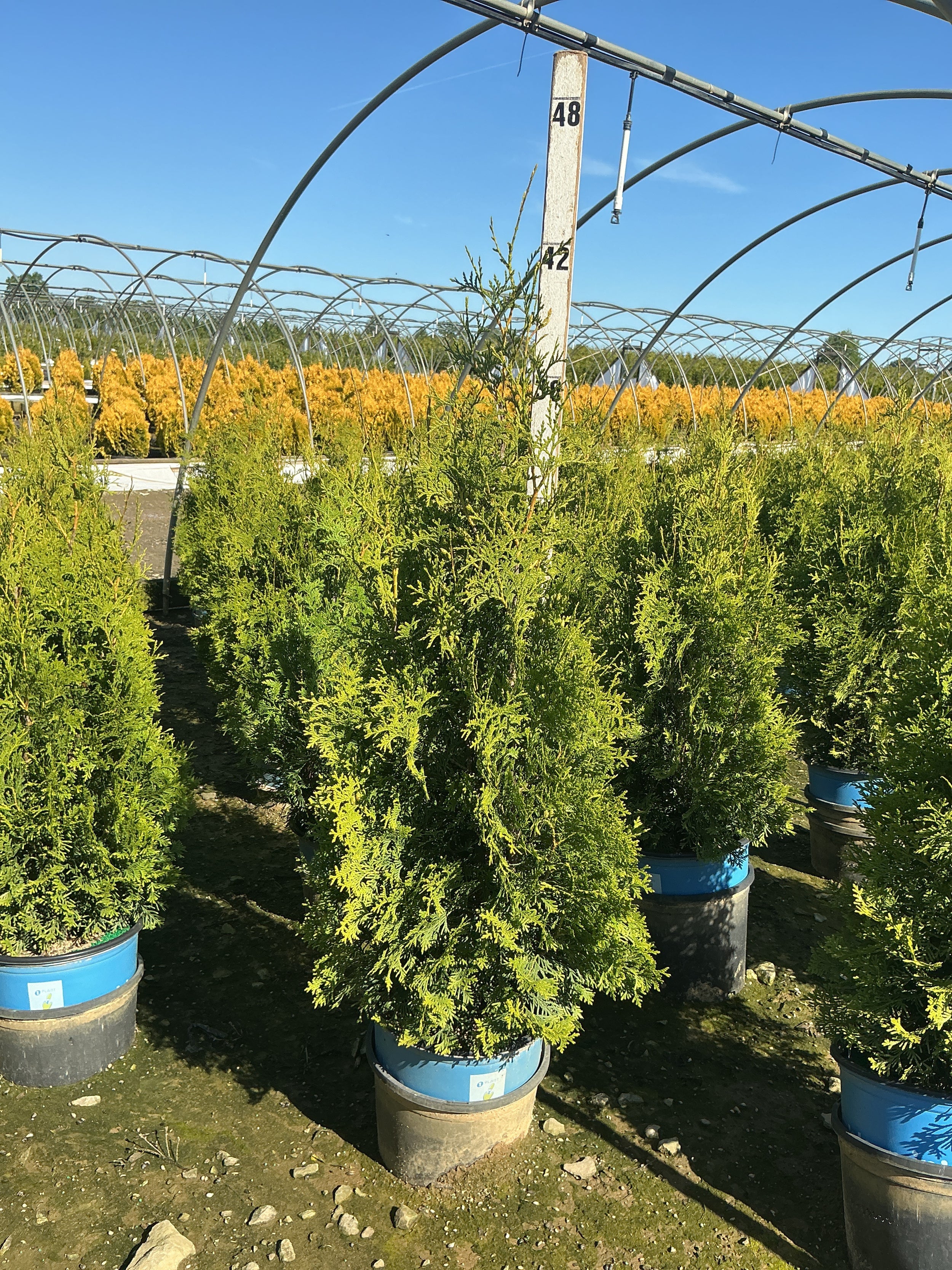 Thuja occidentalis 'King of Brabant'