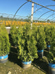 Thuja occidentalis 'King of Brabant'