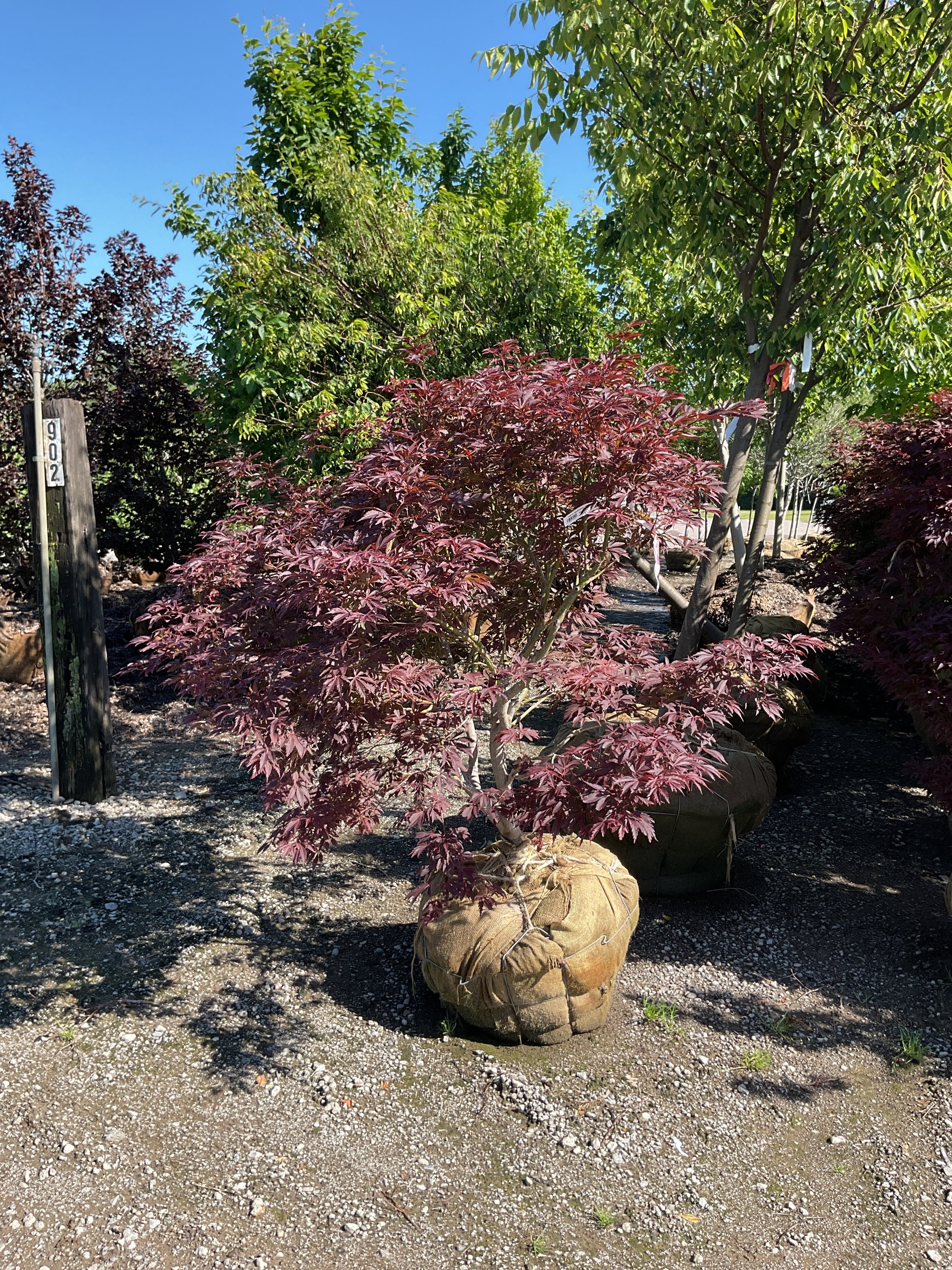 Acer palmatum 'Bloodgood'