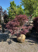 Acer palmatum 'Bloodgood'