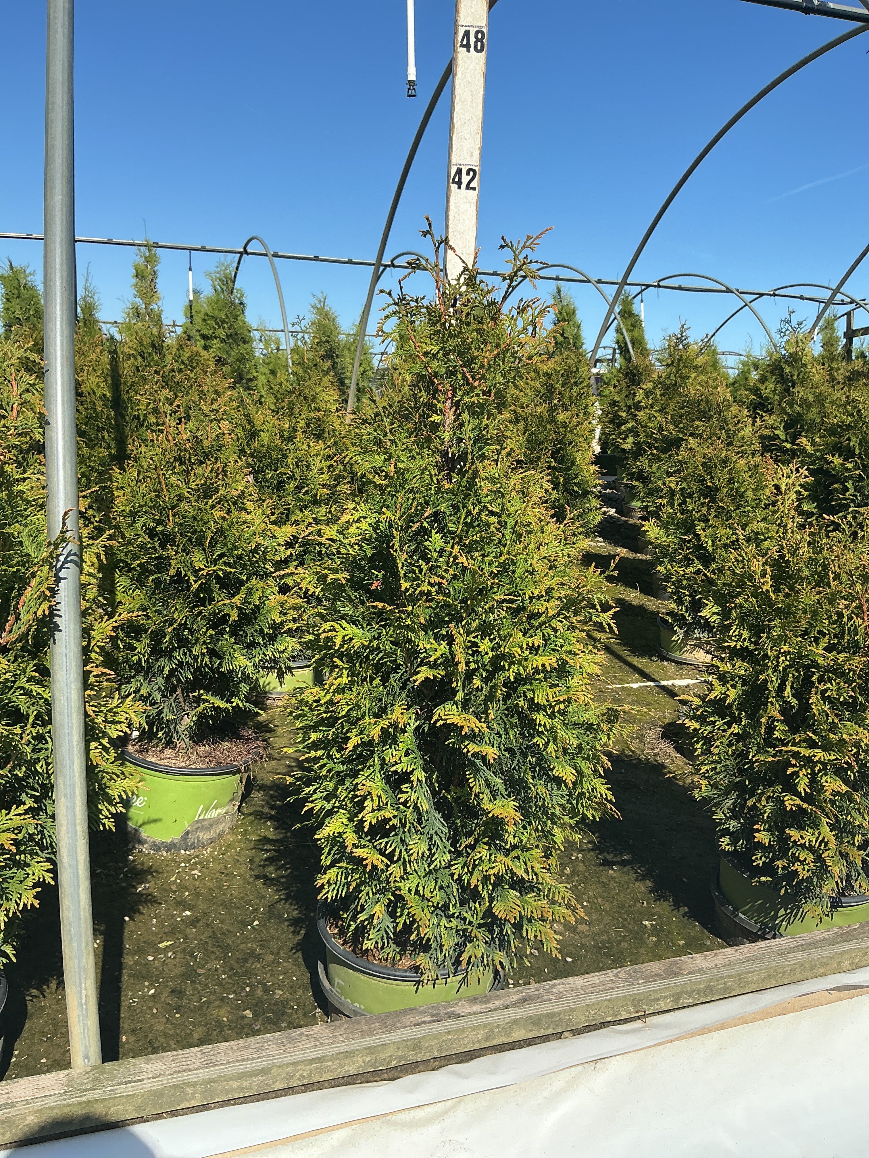 Thuja x 'Junior Giant'