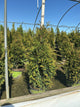 Thuja x 'Junior Giant'