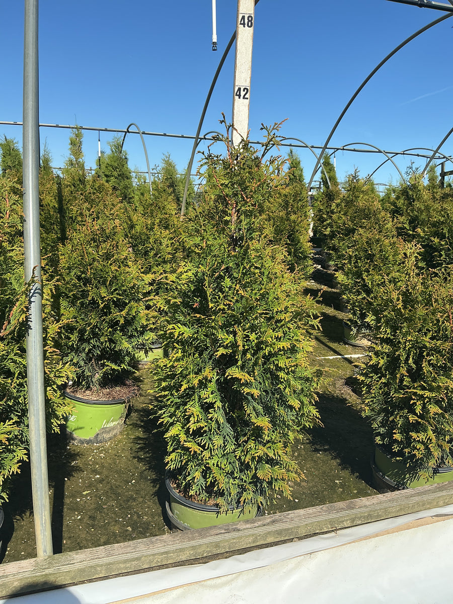 Thuja x 'Junior Giant' — G3 30