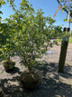 Acer griseum