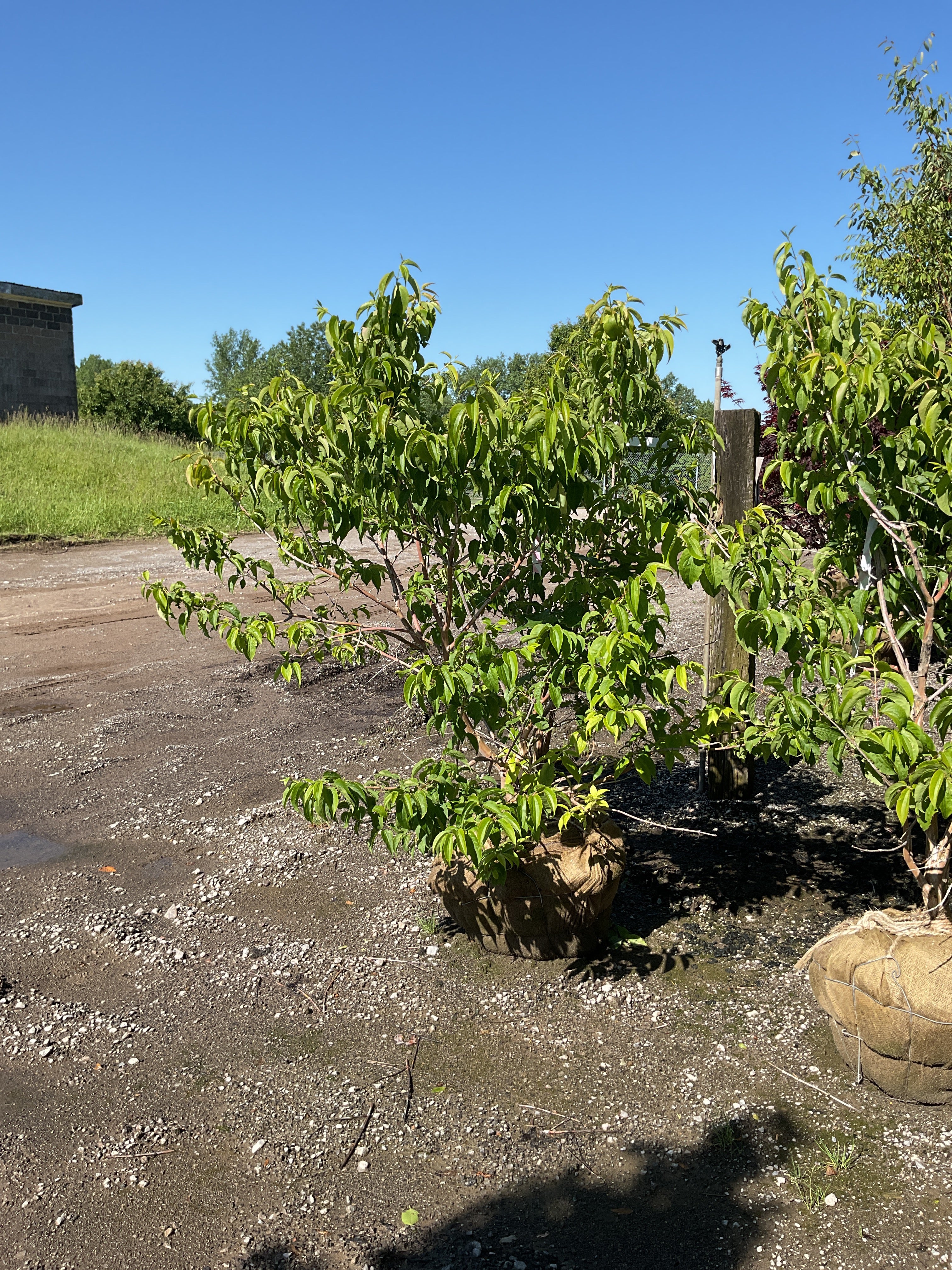 Heptacodium temple 'Of Bloom'