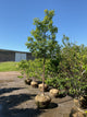 Acer griseum x nikoense 'Ginzam'