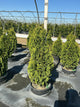 Thuja occidentalis 'Degroots Spire'