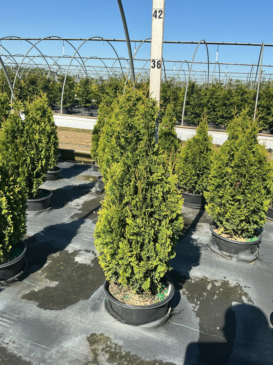 Thuja occidentalis 'Degroots Spire' — G3 24