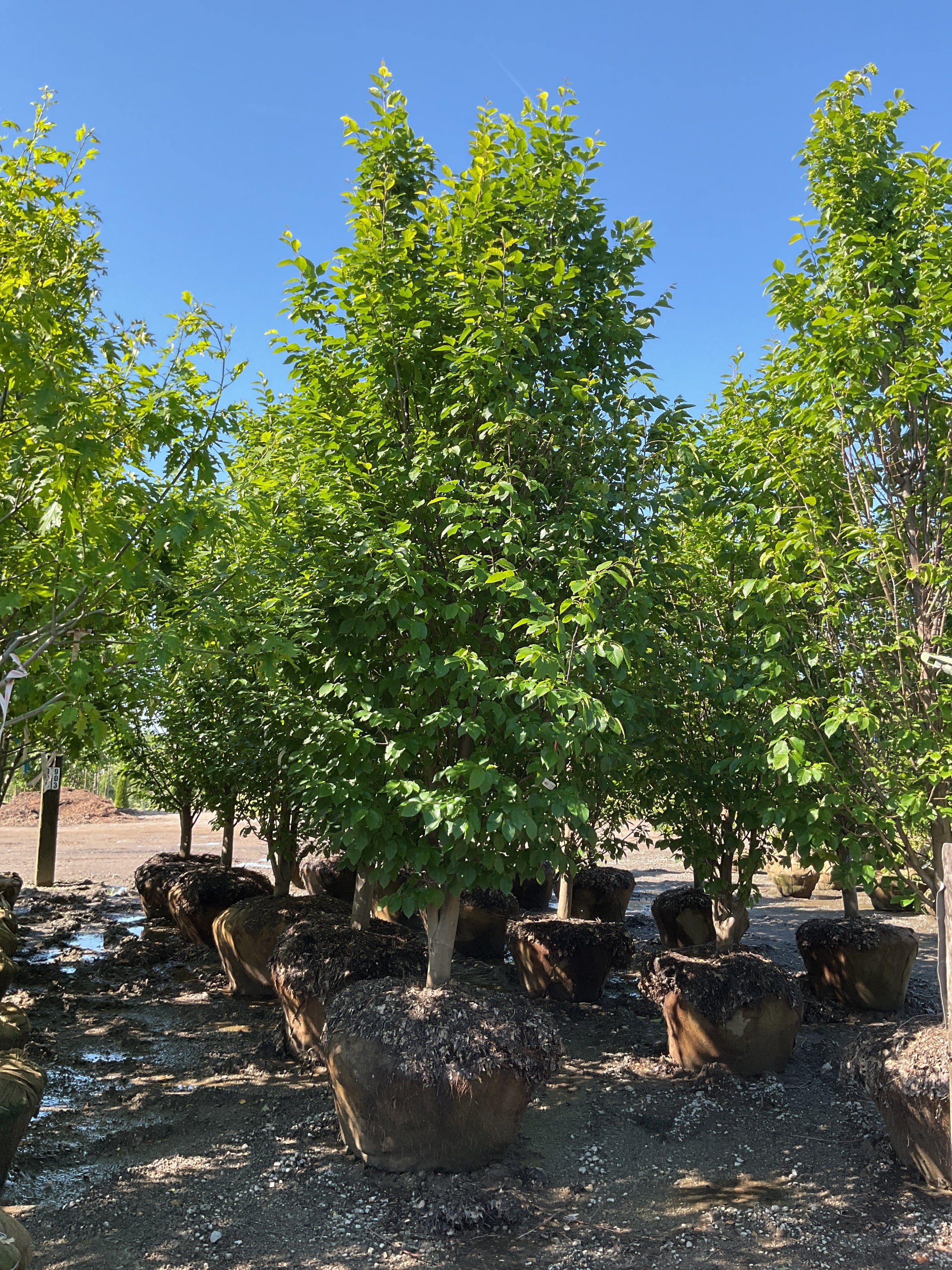 Carpinus betulus 'Emerald Avenue'