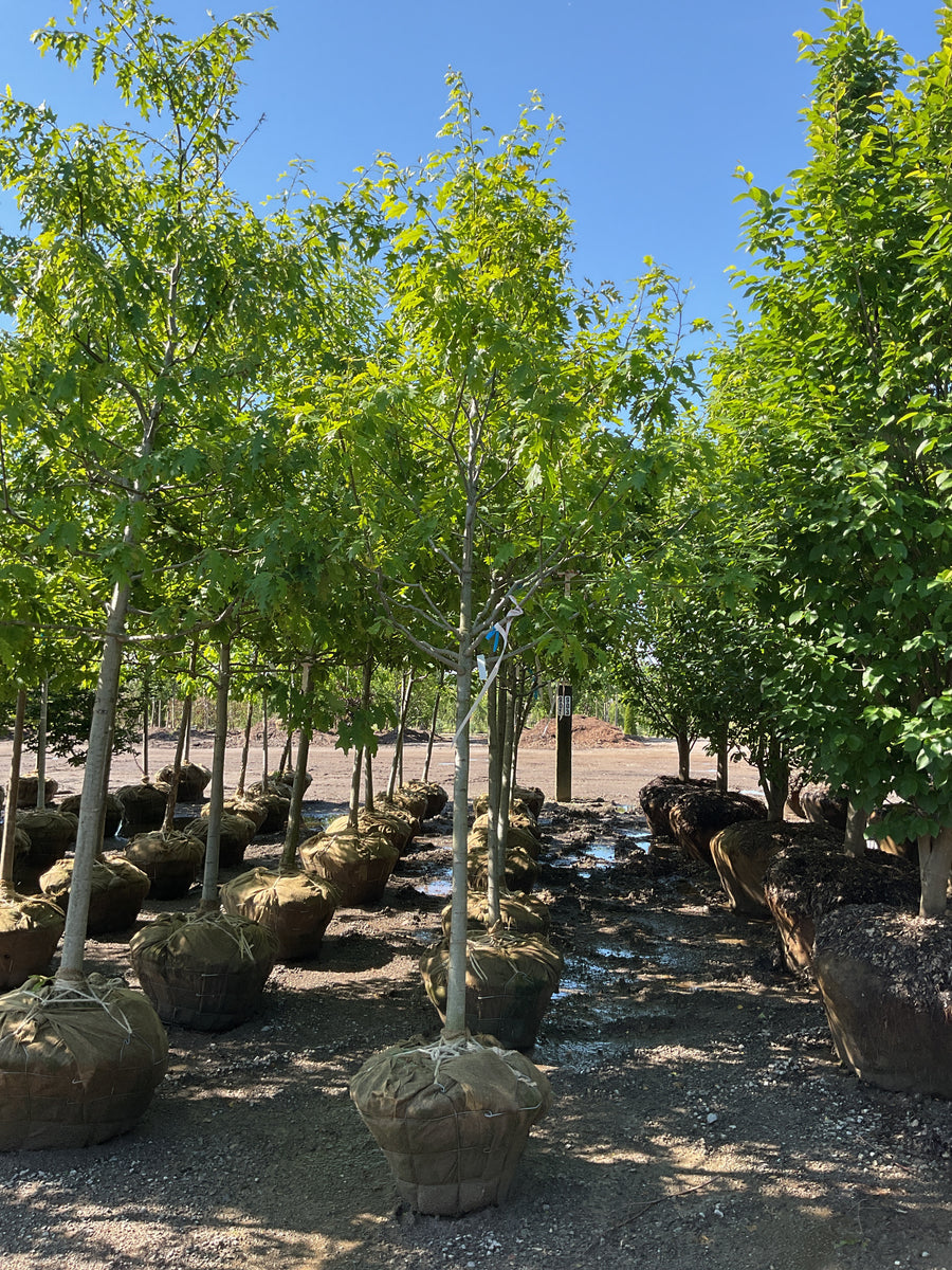 Quercus rubra 'Rubrum' — BB 2