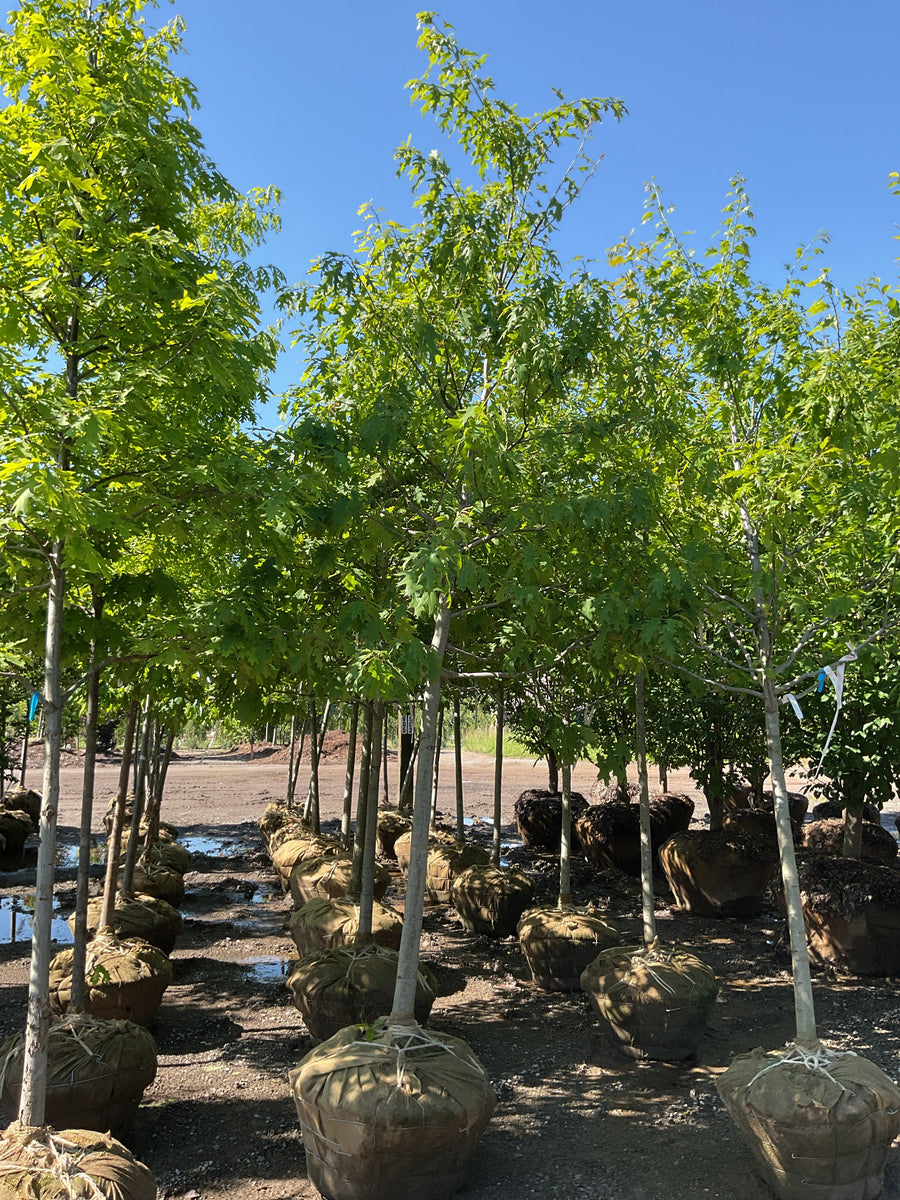 Quercus rubra 'Rubrum' — BB 2.5