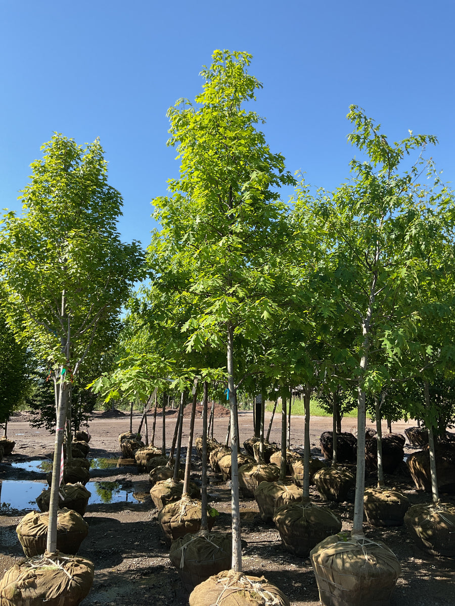 Quercus alba — BB 2