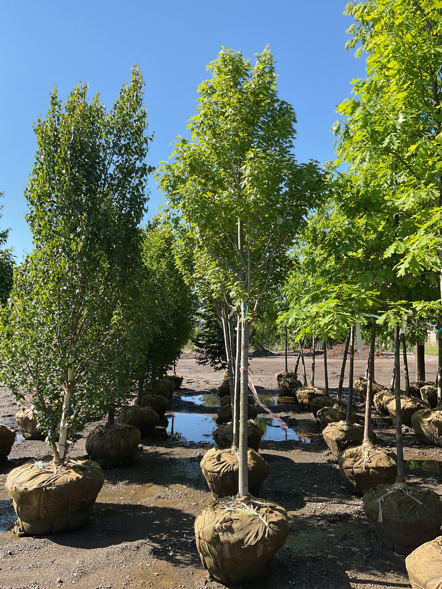 Acer rubrum 'Armstrong Gold' — BB 1.75