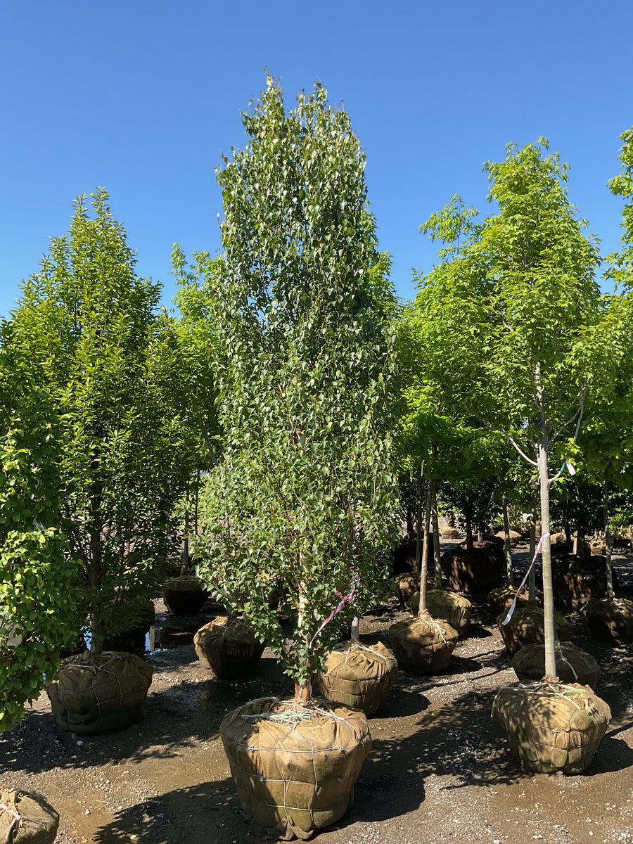 Betula platyphylla 'Parkland Pillar' — BB 3