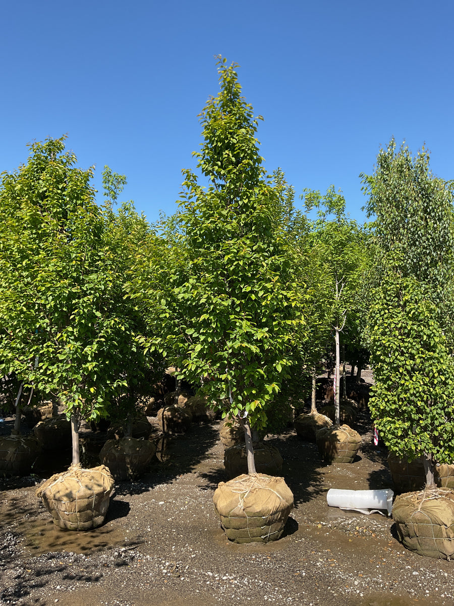 Carpinus betulus 'Franz Fontaine' — BB 2