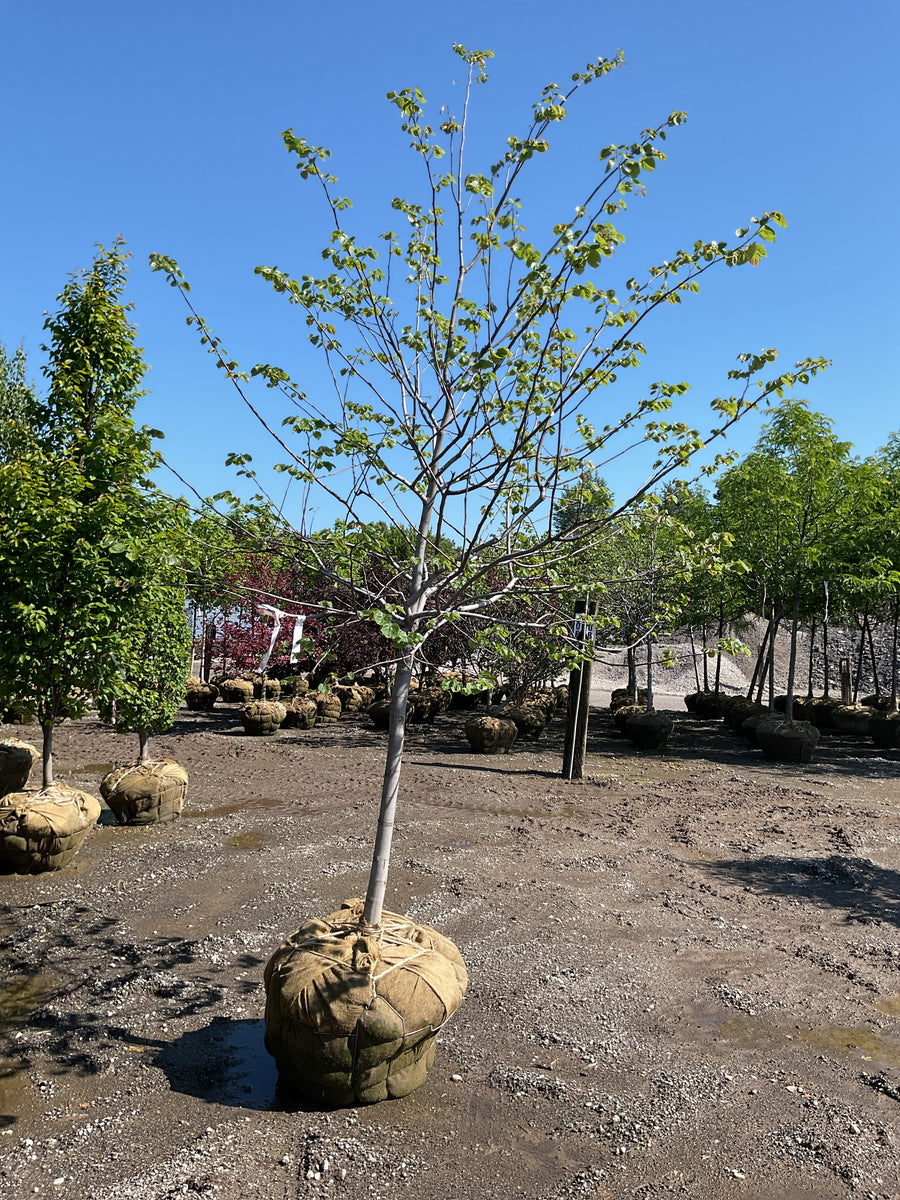 Cercis canadensis 'Pink Pom Poms' — BB 2.5
