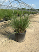 Calamagrostis x acutiflora 'Karl Foerster'