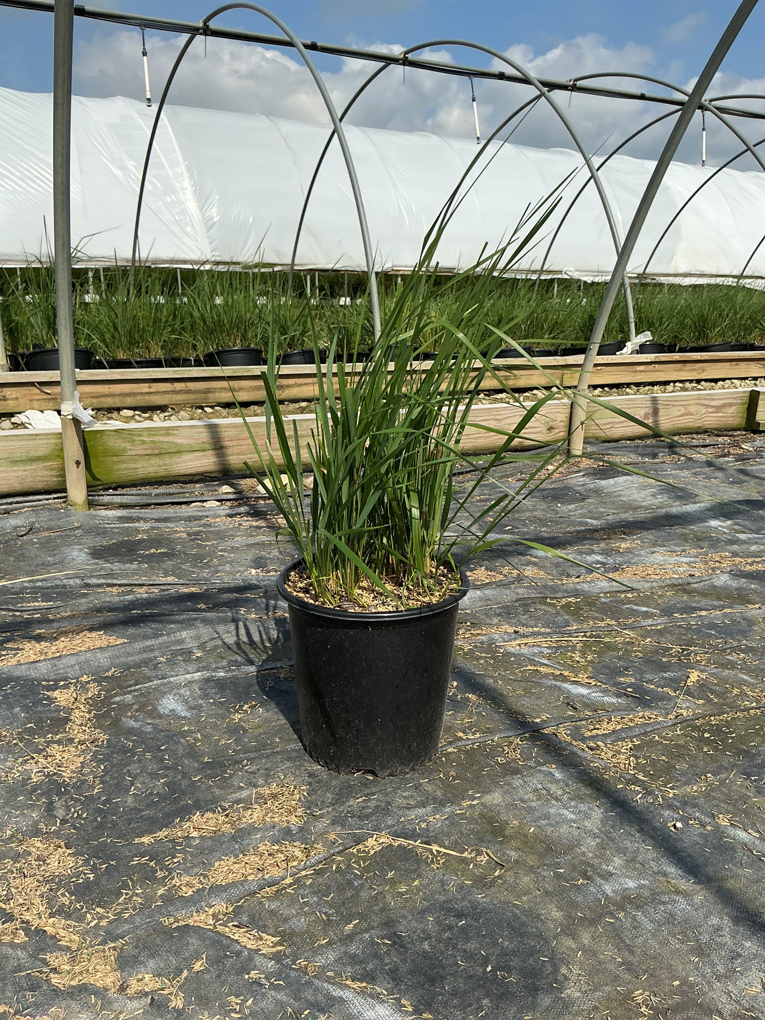 Calamagrostis x acutiflora 'Karl Foerster'