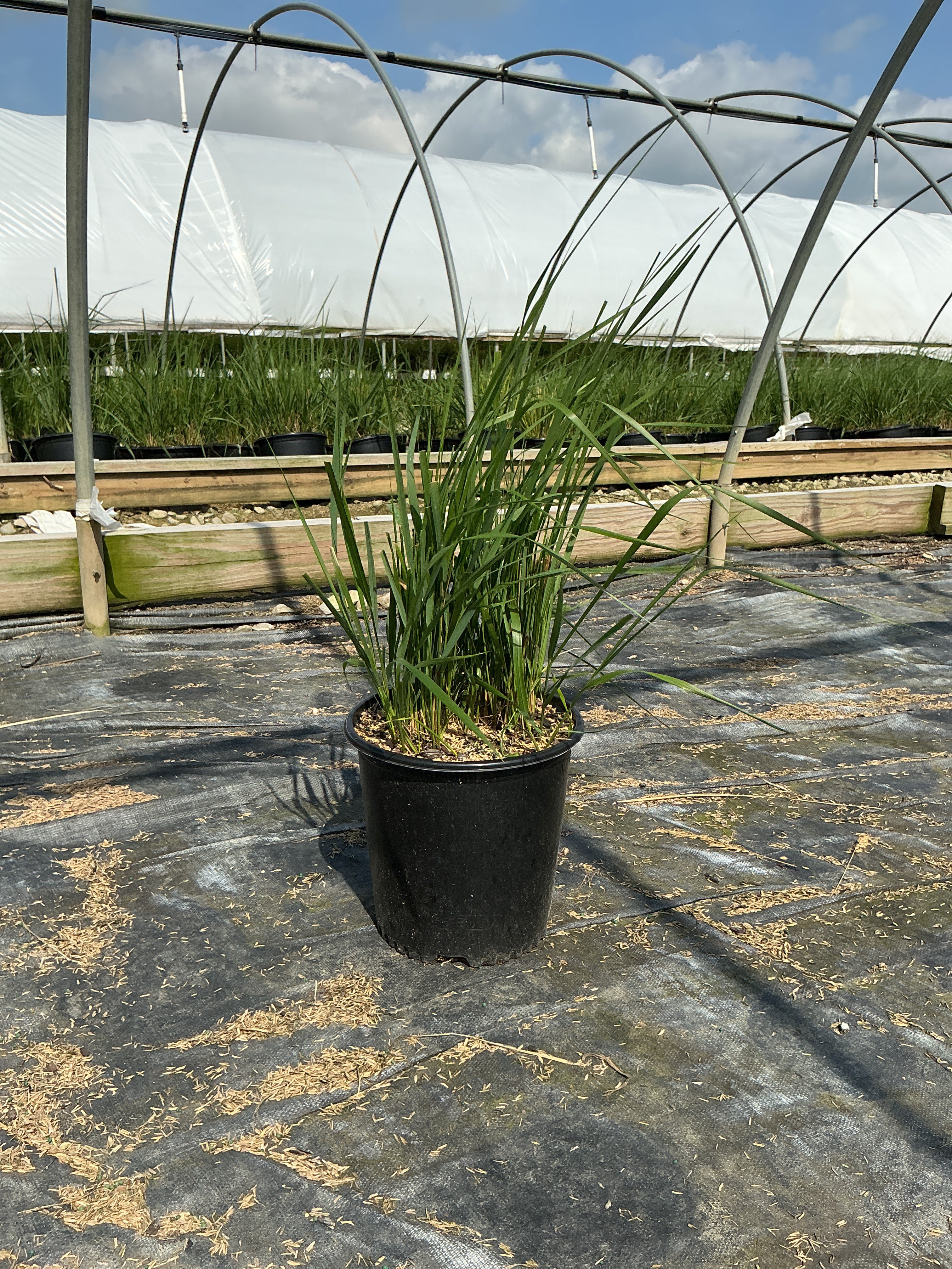 Calamagrostis x acutiflora 'Karl Foerster'