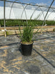 Calamagrostis x acutiflora 'Karl Foerster'