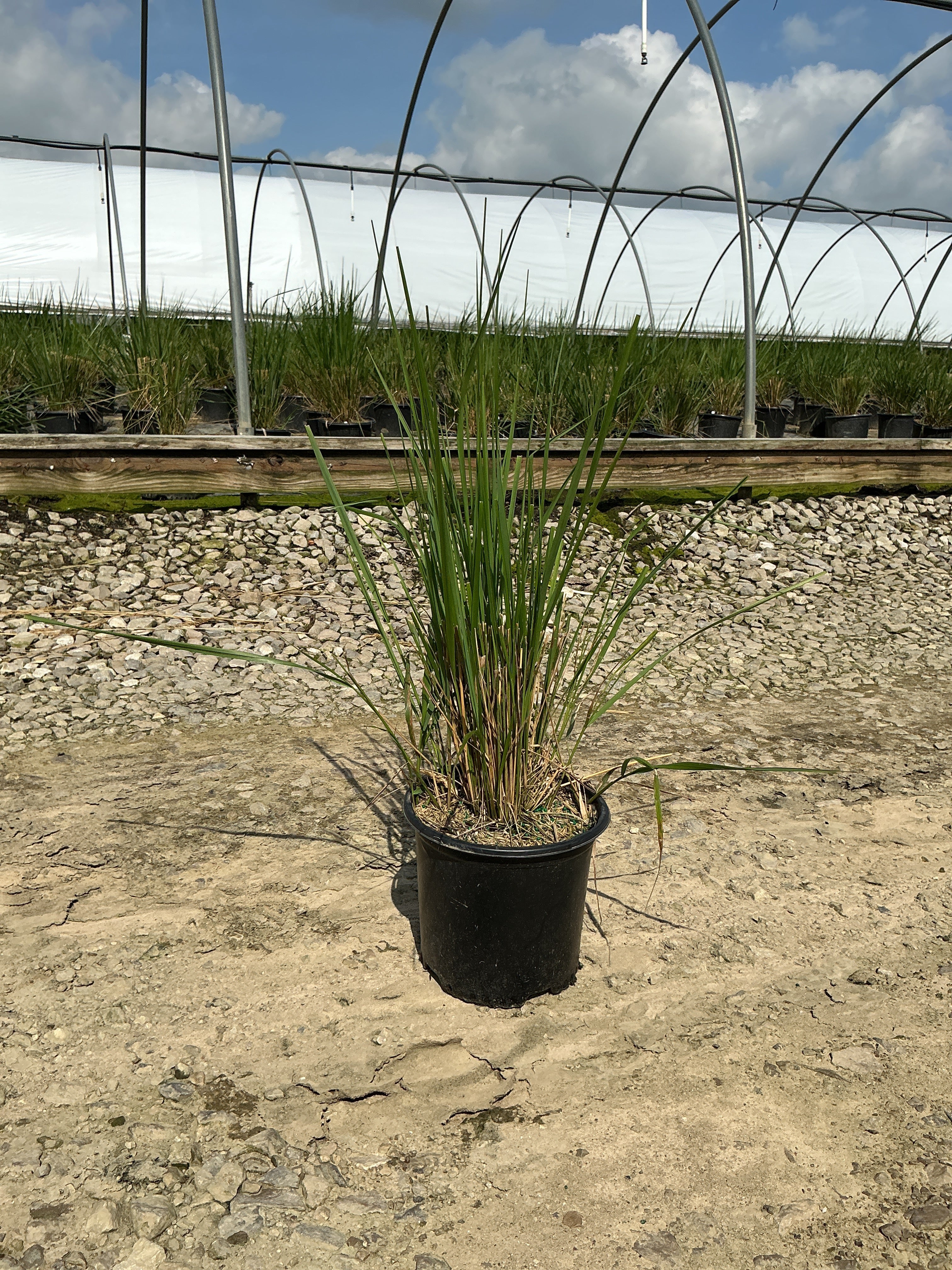Calamagrostis x acutiflora 'Karl Foerster'
