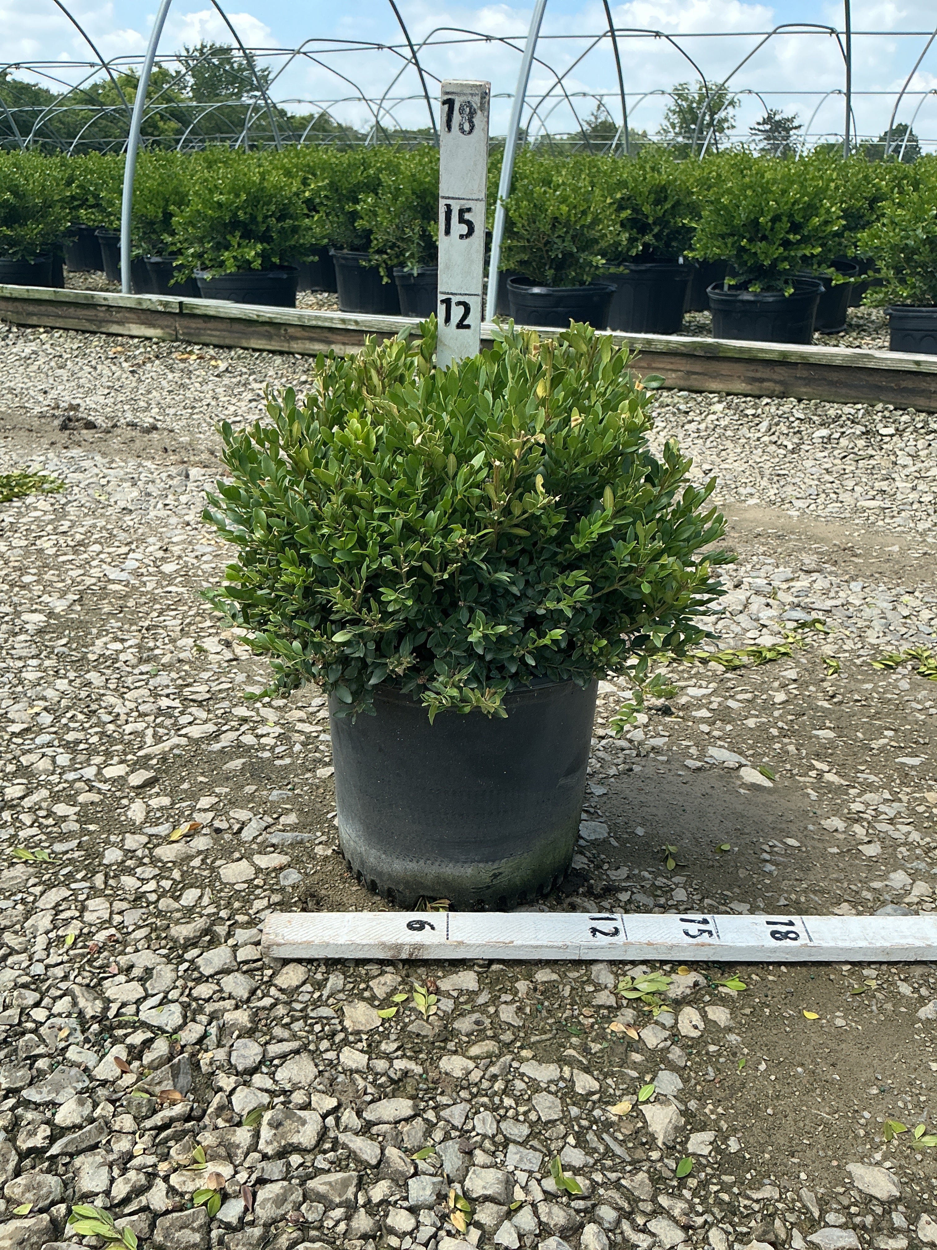 Buxus koreana x sempervirens 'Calgary'