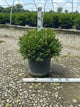 Buxus koreana x sempervirens 'Calgary'