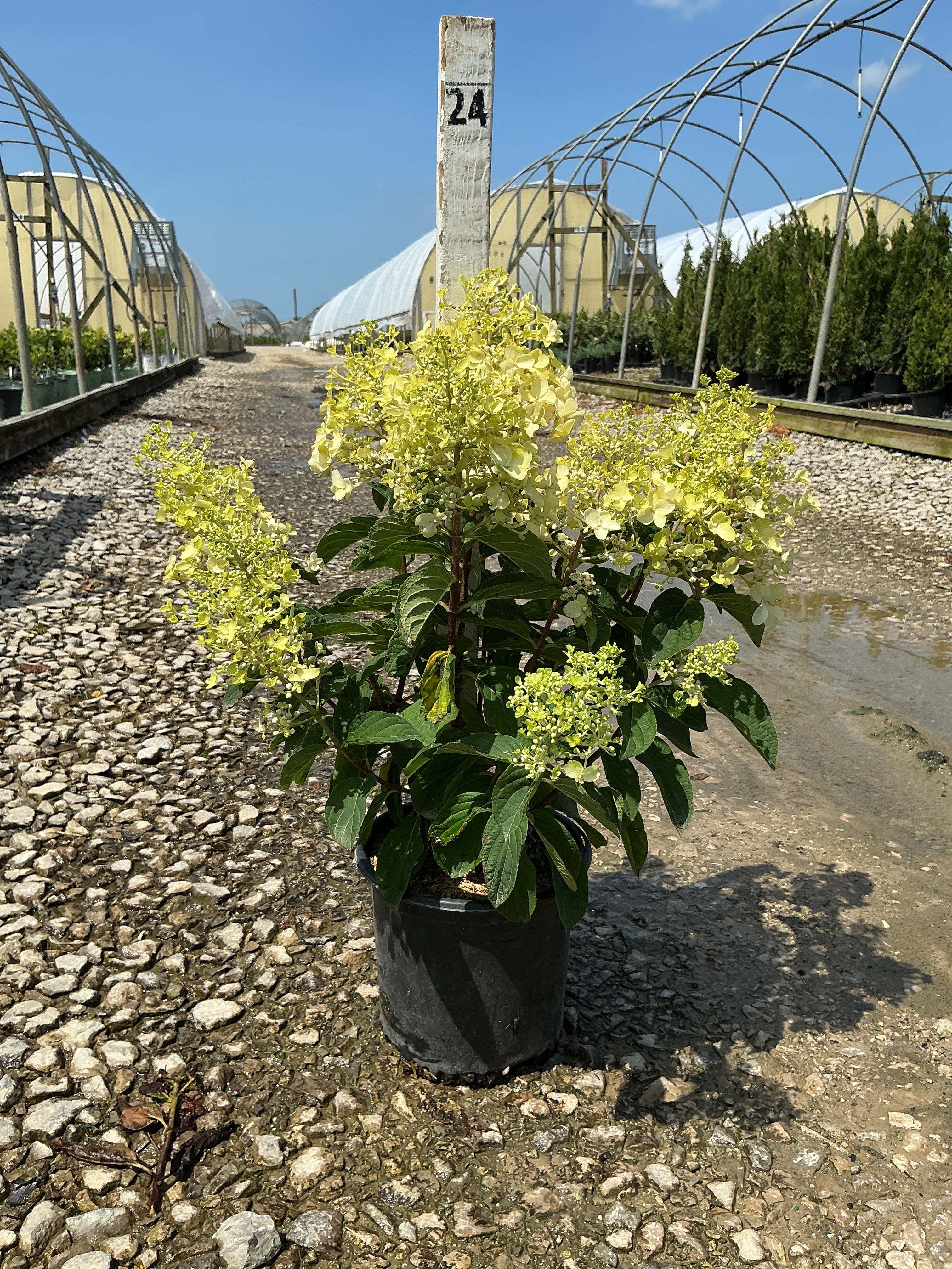 Hydrangea paniculata 'Bailpantwo'