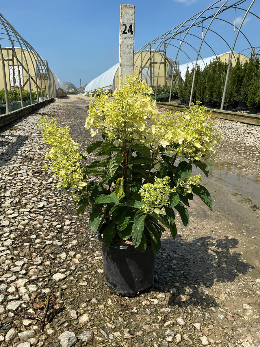 Hydrangea paniculata 'Bailpantwo' â€” G1 PTW