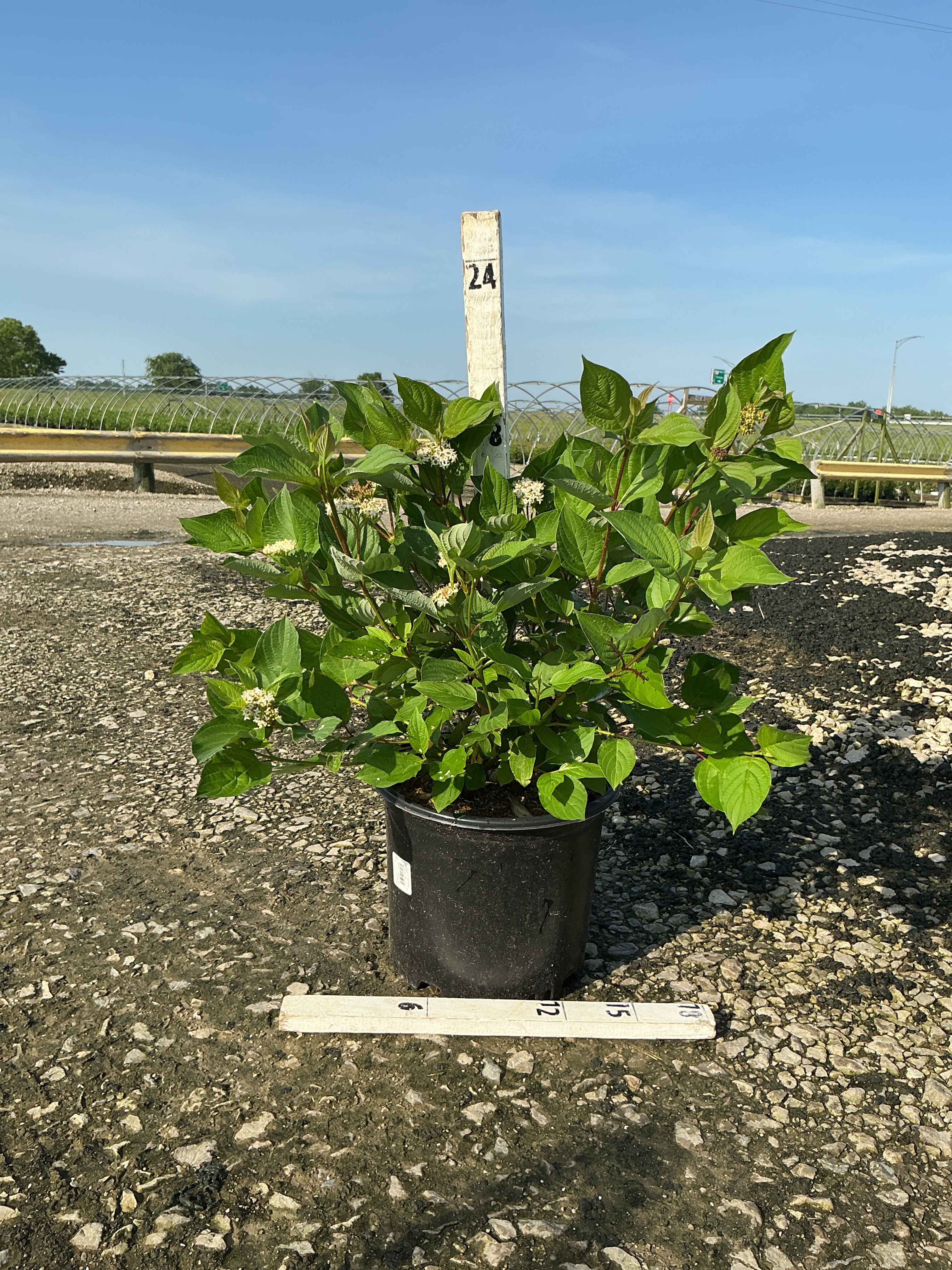 Cornus stolonifera 'Baileyi'