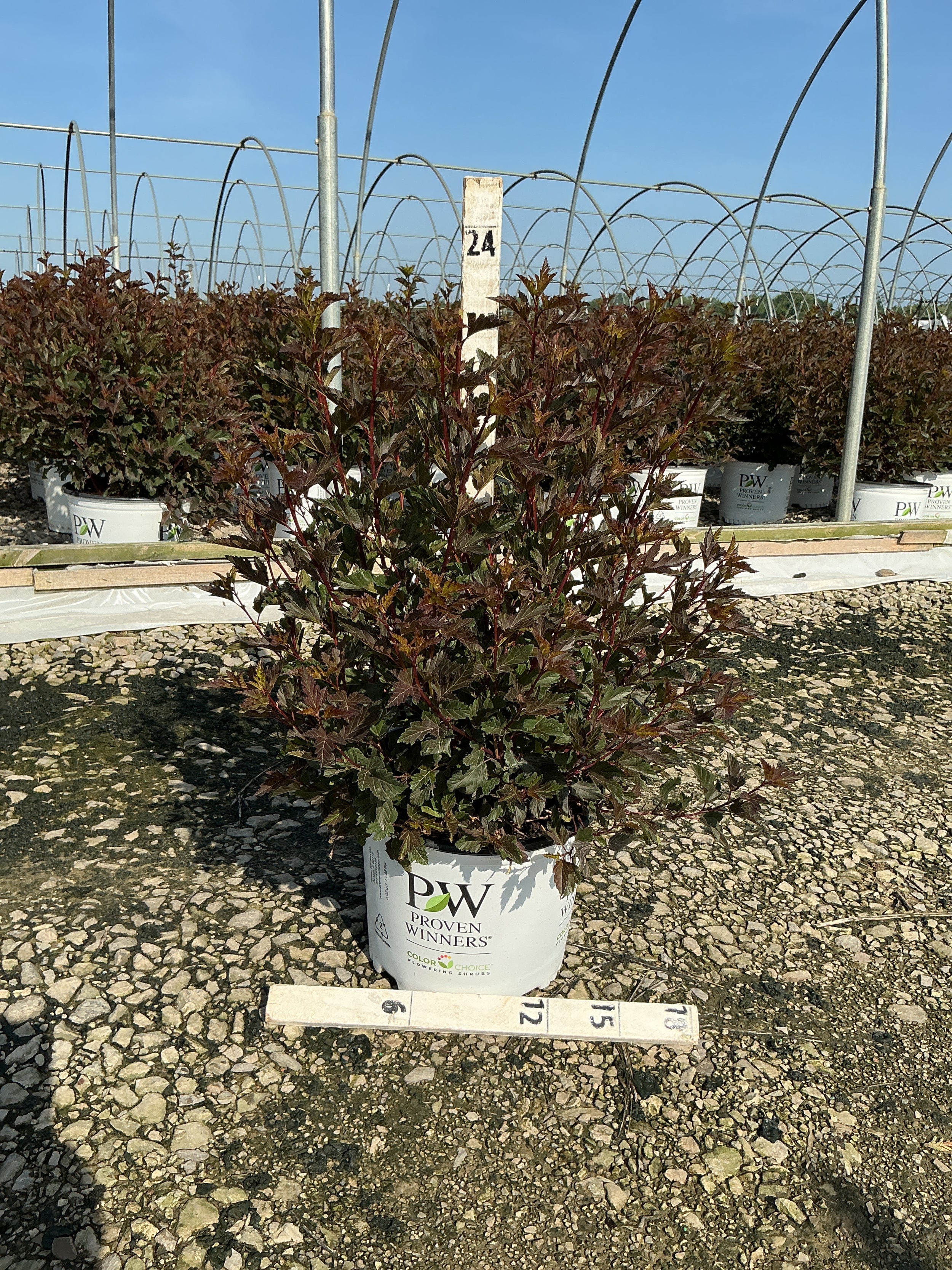 Physocarpus opulifolius 'Seward'