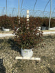 Physocarpus opulifolius 'Seward'