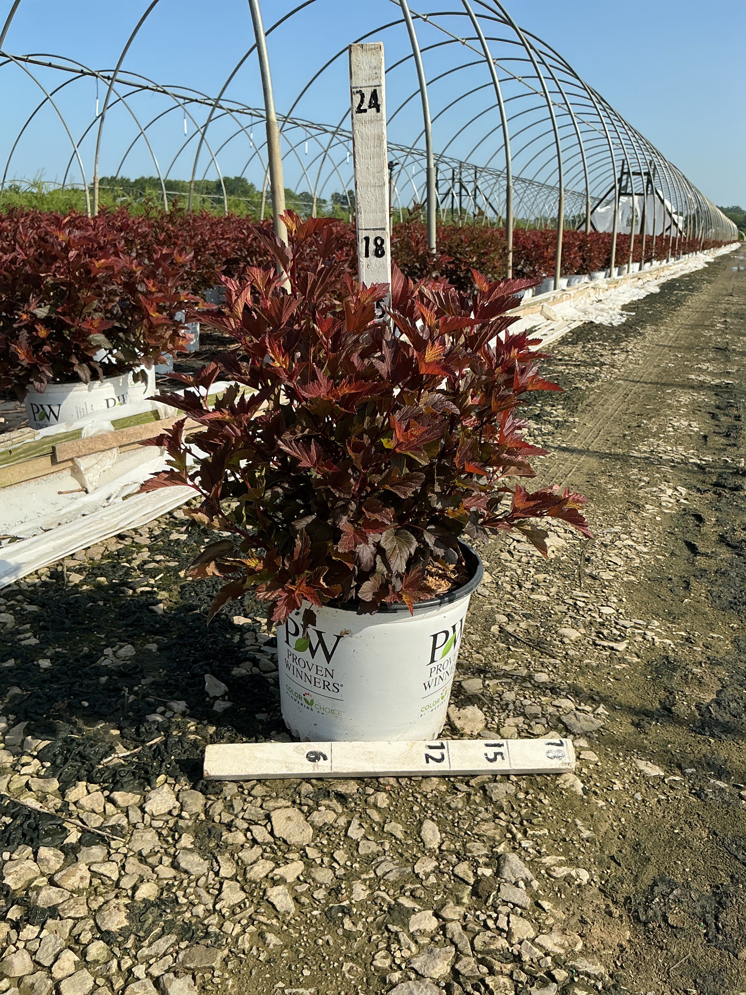 Physocarpus O 'Ginger Wine'