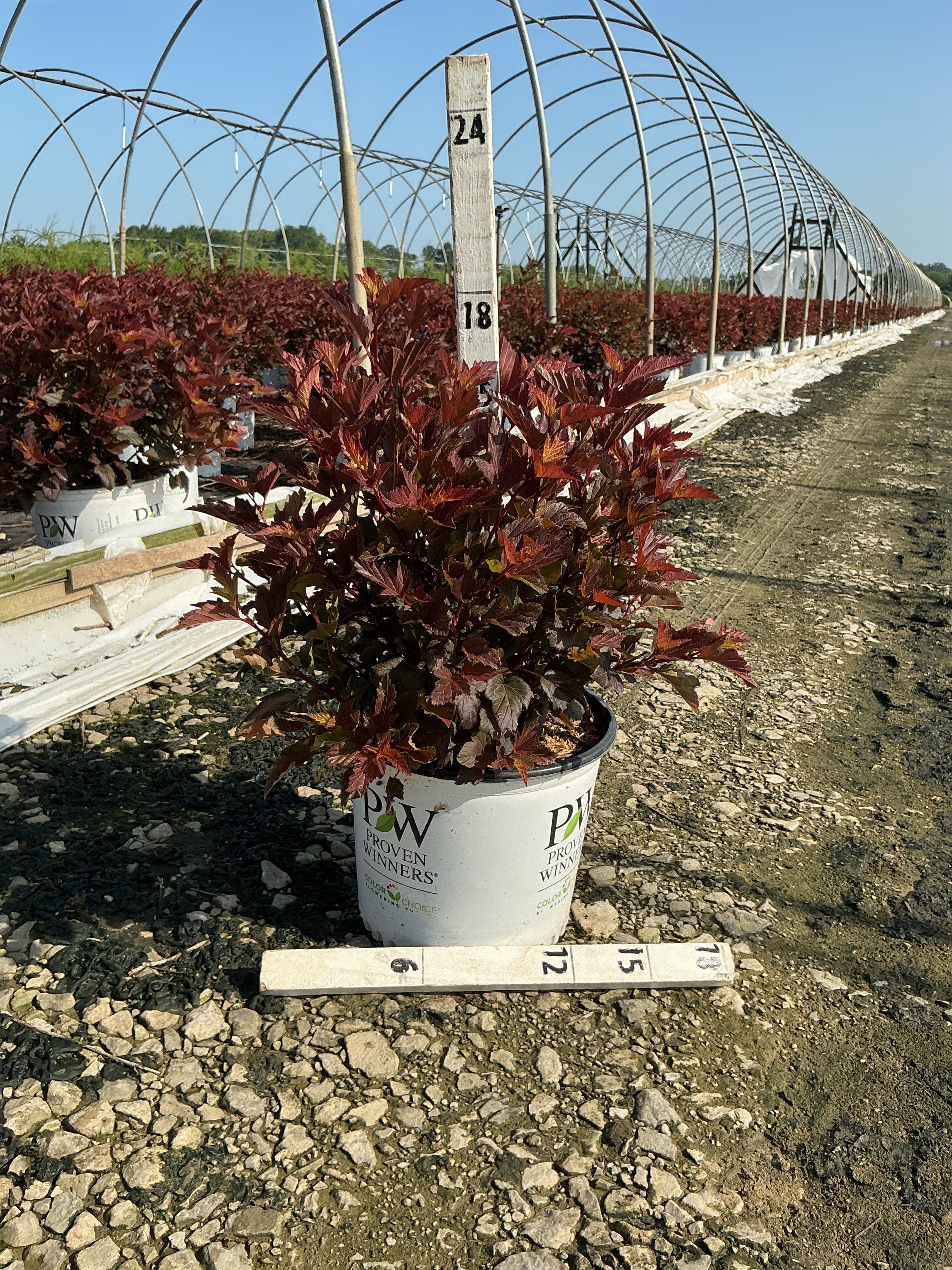 Physocarpus O 'Ginger Wine'