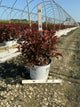 Physocarpus O 'Ginger Wine'