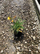 Hemerocallis stella 'Stella d'Oro'