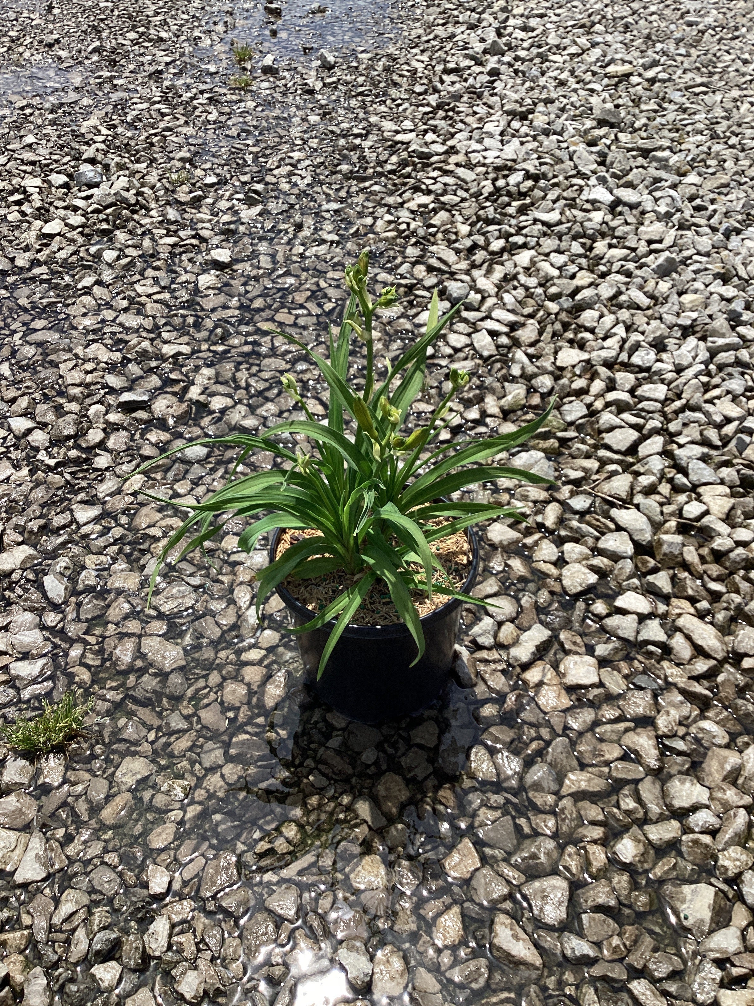 Hemerocallis 'Happy Happy Returns'