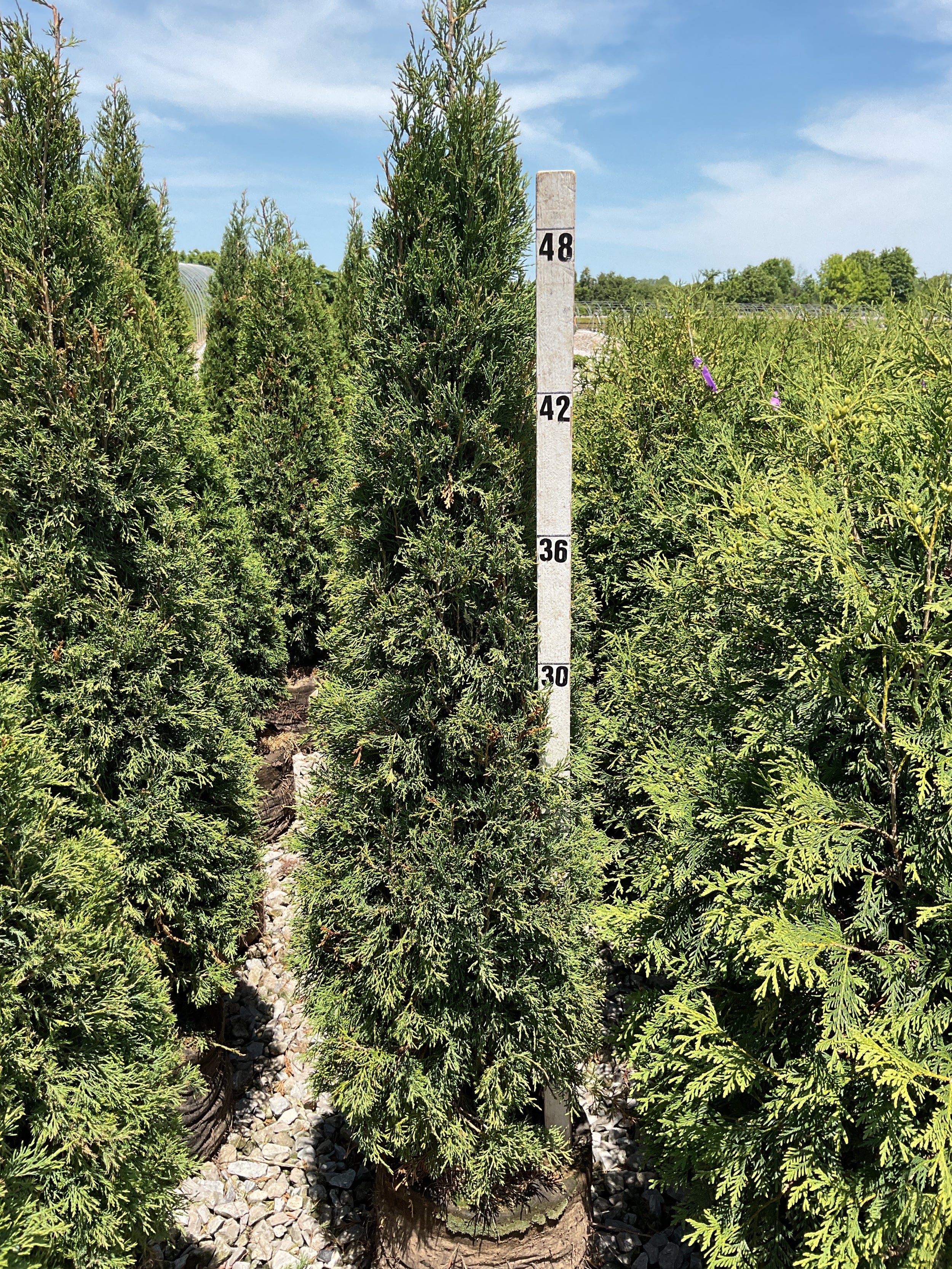 Juniperus virginiana 'Taylor'